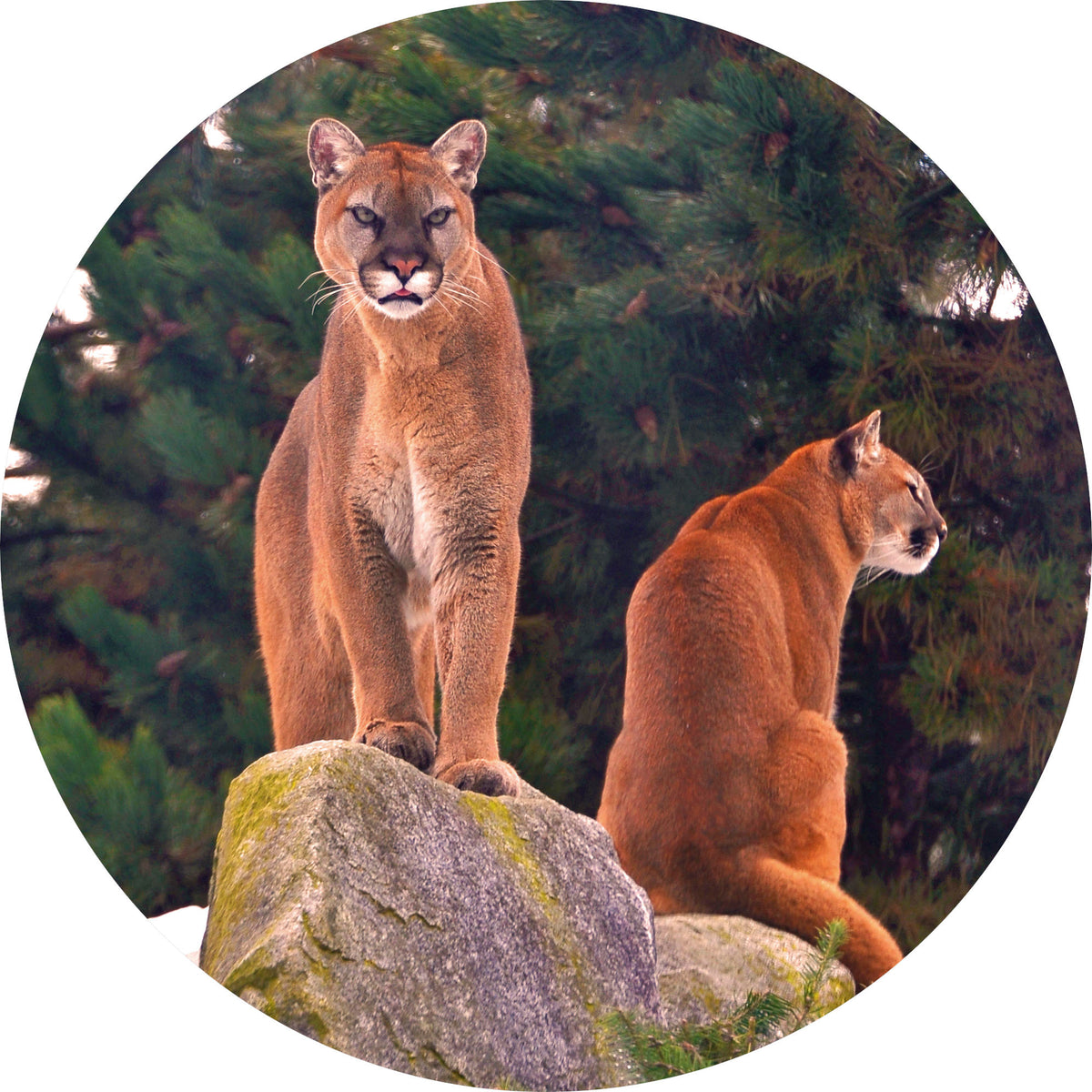 File:Parque Zoológico de São Paulo - Sao Paulo Zoo - Onça-parda, Suçuarana  - Puma, cougar, panther, mountain lion (11539699575).jpg - Wikimedia Commons