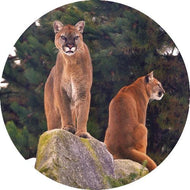 Cougar Mountain Zoo Admission Timed Entry - January through November